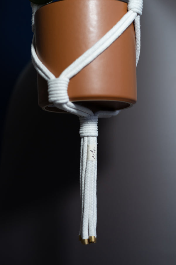 VOLUTE